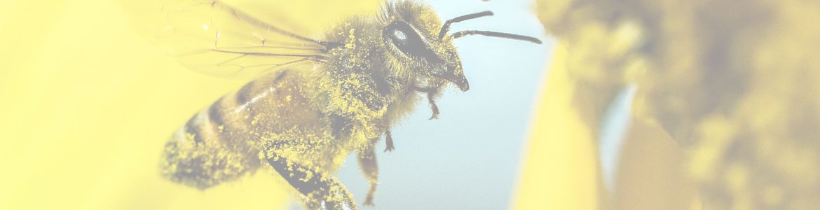 Shop Banner